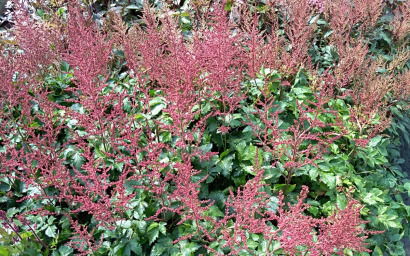astilbe andsii